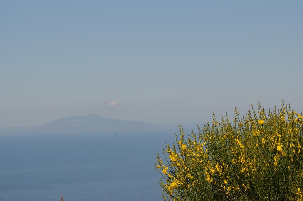 Le Ginestre Di Capri Bb & Holiday House Ανακάπρι Εξωτερικό φωτογραφία