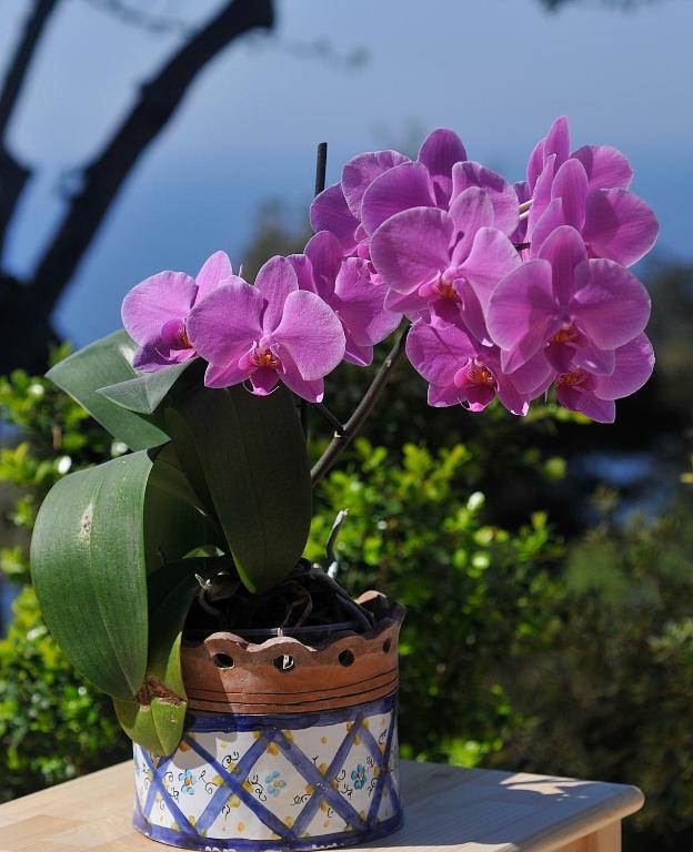 Le Ginestre Di Capri Bb & Holiday House Ανακάπρι Δωμάτιο φωτογραφία