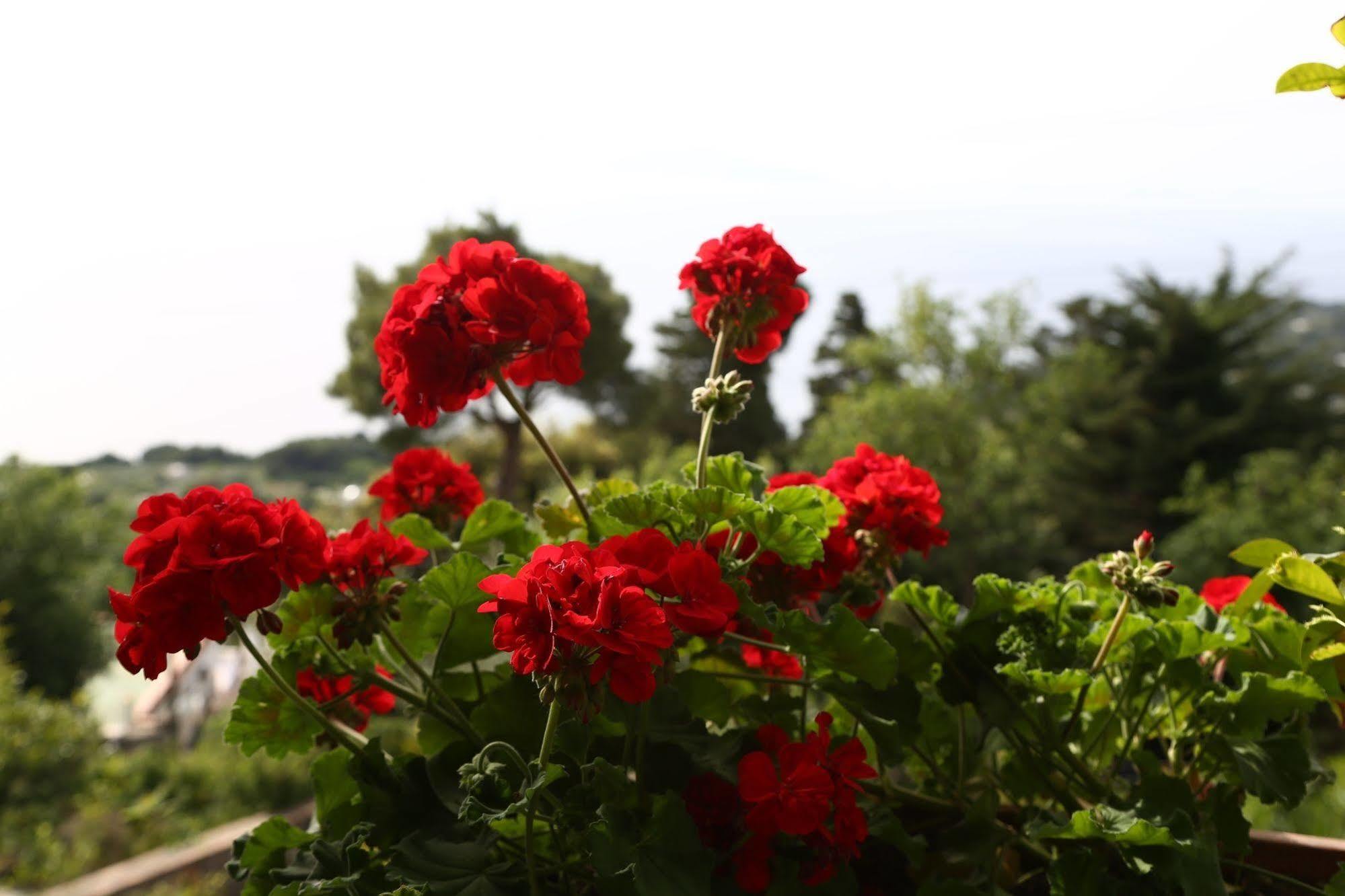 Le Ginestre Di Capri Bb & Holiday House Ανακάπρι Εξωτερικό φωτογραφία